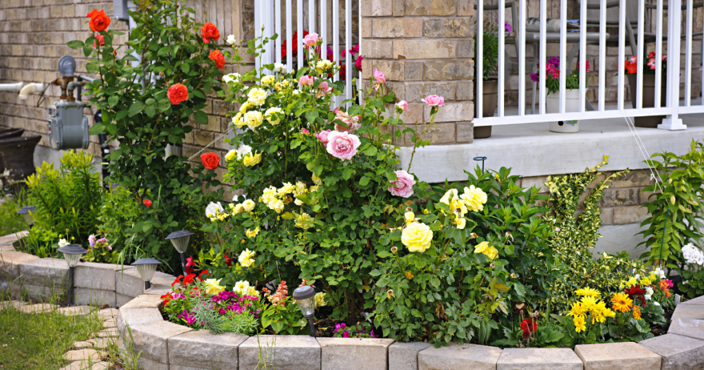 a garden with yellow, pink, and red flowers